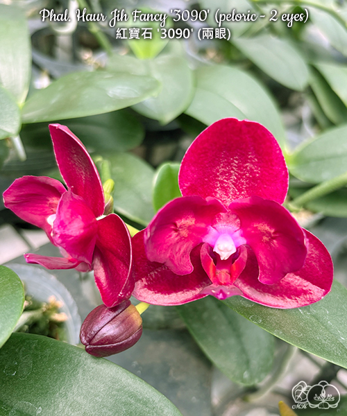 美琪園藝Miki Orchid - 品種詳細頁